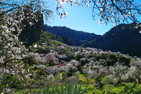 Almendros en Flor e interior de Gran Canaria