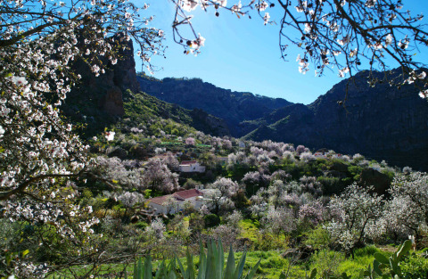 Almendros en Flor e interior de Gran Canaria
