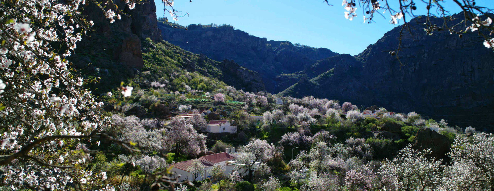Almendros en Flor e interior de Gran Canaria