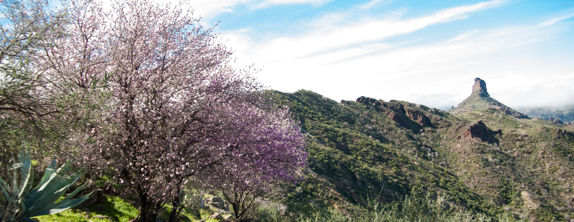 Almendro en Flor