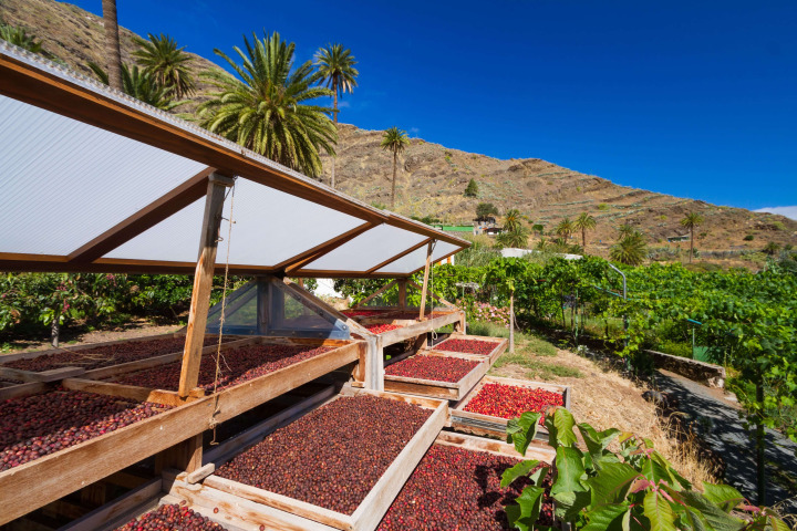 Cafetal de Agaete